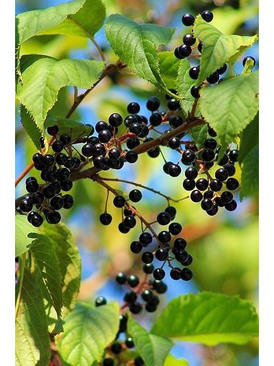 Черемуха обыкновенная