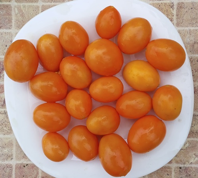 Томат Супер балконный оранжевый