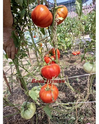 Томат Вова Путин