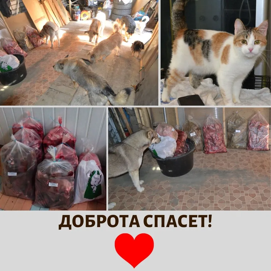  6.04 мы передали наши с вами подарки подопечным домашнего приюта Анны Агапитовой. За период с 15.03 по 06.04 сумма по благотворительным купонам составила 2518 руб. Всем, кто принимает участие в акции, от собо- и котодеток большое спасибо!