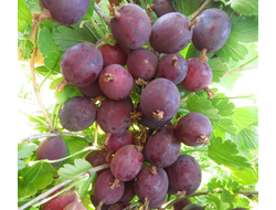 Крыжовник Грушенька (ЗКС)