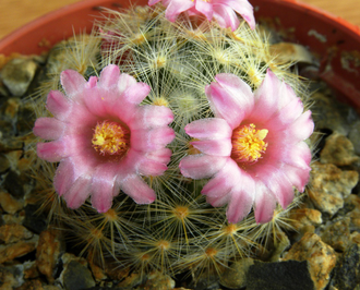 Mammillaria laui ssp.dasyacantha L1219 - 10 семян