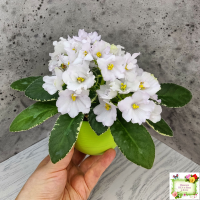 ЛЕ-Стрекоза (Е. Лебецкая) 2020 г. (пестролистный лонг)