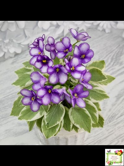 Rob's Lucky Penny (R.Robinson) (05/31/1997) листовая химера (пасынок сорт укоренённый)