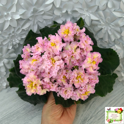 РМ-Яринка (Н. Скорнякова) 2021 г.