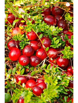 Клюква крупноплодная Мак Фарлен