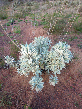Шалфей белый (Salvia apiana) листья 10 грамм