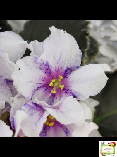 Dn-Love Time (Д. Денисенко) 2021 г.