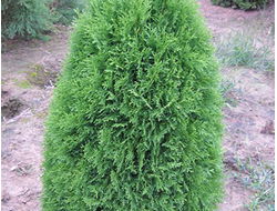 Туя западная Green egg, C5