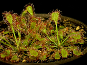 Drosera "Collinsiae"