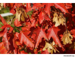 Клён Гиннала - Ginnala