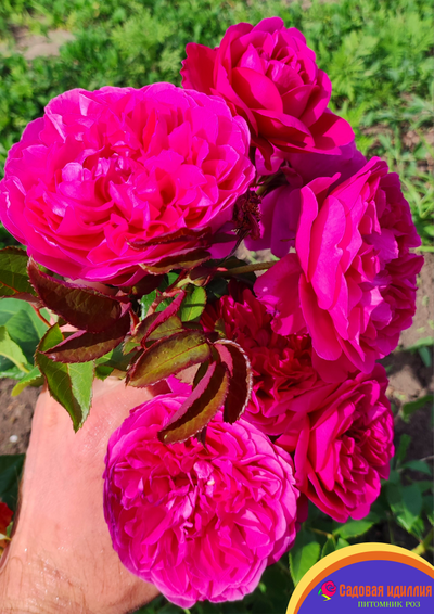 Джеймс Л.Остин (James L.Austin)