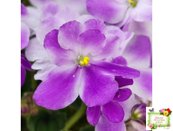 LV-Кирюша (Л. Шевелева) 2022 г. трейлер (пасынок посажен 15.08.25)