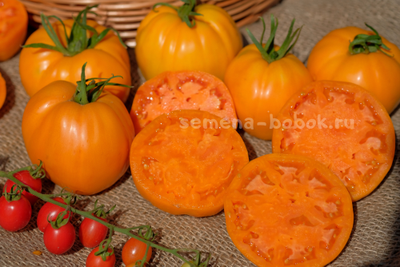 Томат Regalo Dall Italian (Подарок из Италии), 10 шт