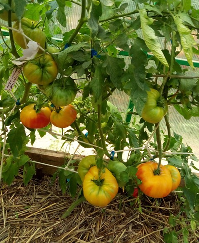 Томат Желто-оранжевые от Умриловой