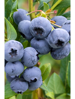 Голубика Goldtraube