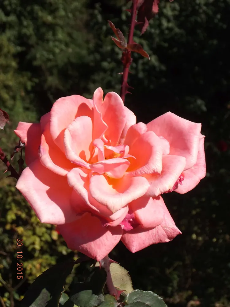 Лезгинка (грандифлора). Селекция НБС