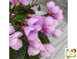 Flashy Trail (H.Pittman) TX Hyb трейлер