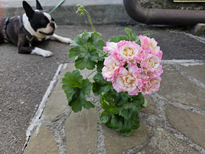 Пеларгония Bonas Cathrin