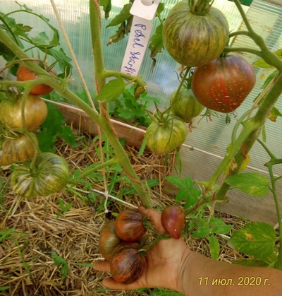 Томат Rebel Starfighter Prime (Мятежный звездный истребитель)