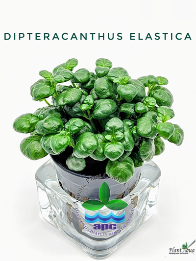 Диптеракантус эластика (Dipteracanthus elastica) горшок