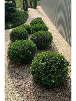 Самшит вечнозеленый