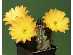 Echinocereus subinermis v.ochoterenae L771 - 10 семян