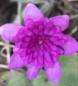 Hepatica nobilis Rubra Plena