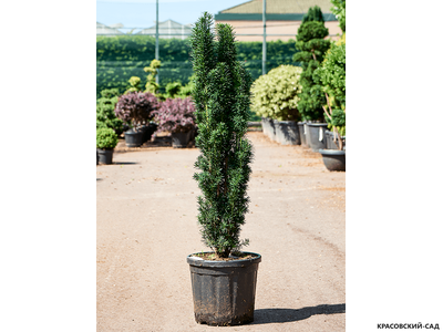 Тисс ягодный Фастигиата - Fastigiata