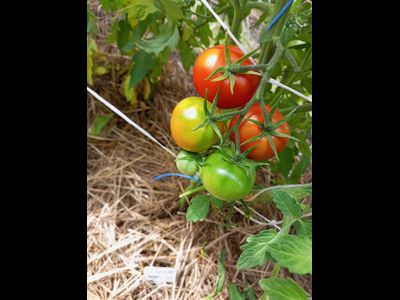 Томат Совершенство Ливингстона (Livingston's Perfection)