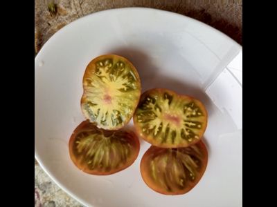 Томат Гном Пит Вайпер (Dwarf Pite Wiper, Гремучая змея)