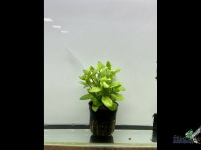 Стаурогин ползучий  (пластиковый горшок)