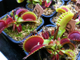 Dionaea muscipula Big teeth red giant