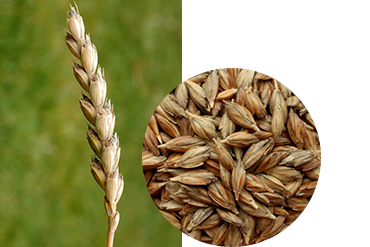 Пшеница Полба