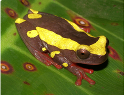 Пегая квакша(Dendropsophus leucophyllatus)