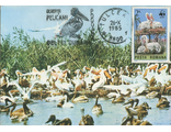 КМ. Румыния. Колония пеликанов