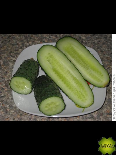 ОГУРЕЦ "ЩЕДРИК F1" (саженец 3-4 листа) (для теплицы и открытого грунта, неприхотливый, вкусный без горечи)