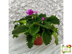 LV-Крапивка (Л. Шевелева) 2024 г. (лист посажен 15.09.25)