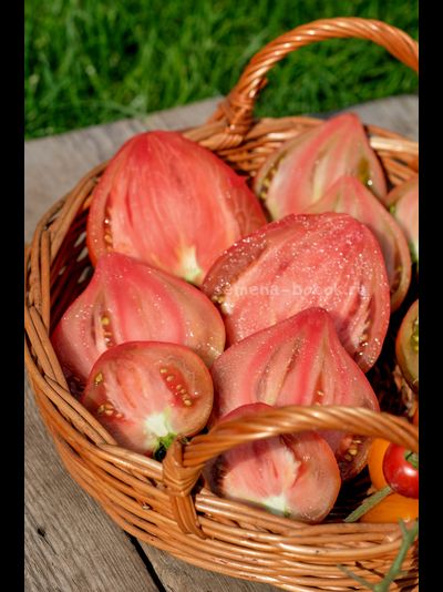 Томат Сверкающий Пурпурный Огонек, 10 шт.