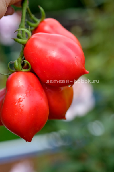 Томат Краса Кургана, 10 шт