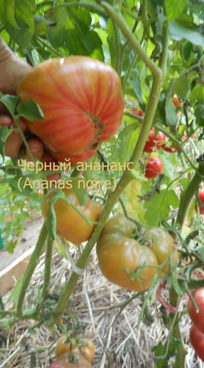 Томат Черный ананас, (Ananas Noire) США