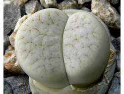 Lithops pseudotruncatella ssp.archerae С306 - 10 семян