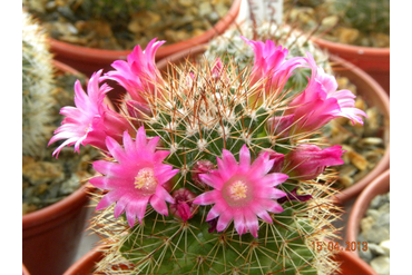 Mammillaria backebergiana 