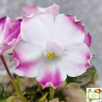 АВ-Птица Певчая (Фиалковод) 2022 г. (лист посажен 29.01.26)