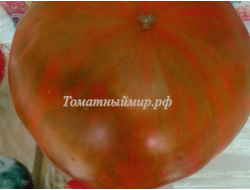 Томат Черная зебра (Black Zebra) США