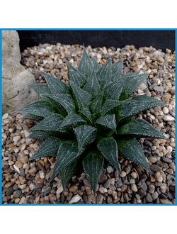 Haworthia breueri GM 449
