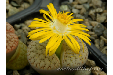 Lithops pseudotruncatella ssp.dendritica С072 (MG-1694)