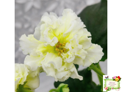 МК-Белый Янтарь (М. Карпова) 2023 г.