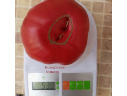 Томат Кавказский великан