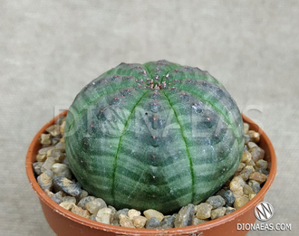 Euphorbia obesa